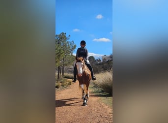 American Paint Horse, Ruin, 9 Jaar, 160 cm, Gevlekt-paard