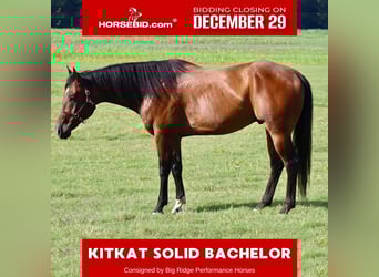 American Paint Horse, Ruin, 9 Jaar, 170 cm, Roodbruin