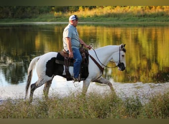 American Paint Horse, Ruin, 9 Jaar, Tovereo-alle-kleuren