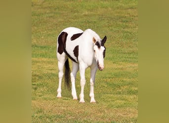 American Paint Horse, Ruin, 9 Jaar, Tovereo-alle-kleuren