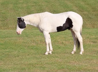 American Paint Horse, Ruin, 9 Jaar, Tovereo-alle-kleuren
