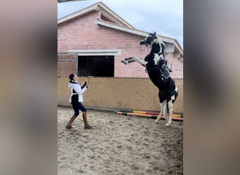 American Paint Horse, Semental, 10 años, 153 cm, Pío