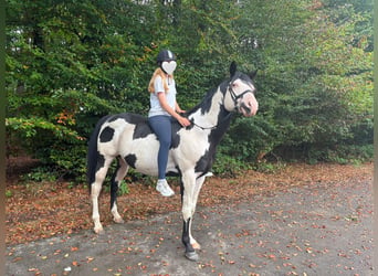 American Paint Horse, Semental, 12 años, 158 cm, Overo-todas las-capas