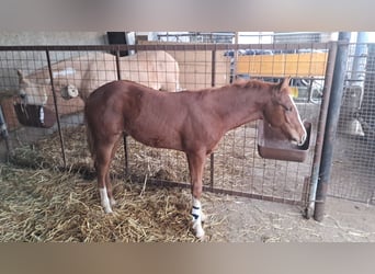 American Paint Horse, Semental, 1 año, 130 cm, Alazán-tostado