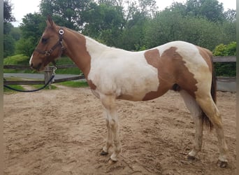 American Paint Horse, Semental, 1 año, 141 cm, Tobiano-todas las-capas
