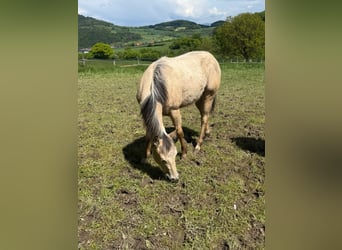 American Paint Horse, Semental, 1 año, 147 cm, Buckskin/Bayo