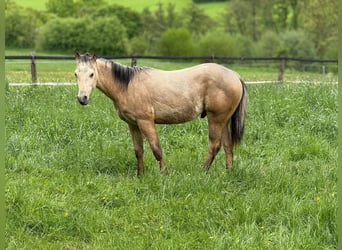 American Paint Horse, Semental, 1 año, 147 cm, Buckskin/Bayo