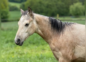 American Paint Horse, Semental, 1 año, 147 cm, Buckskin/Bayo