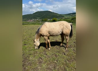 American Paint Horse, Semental, 1 año, 147 cm, Buckskin/Bayo