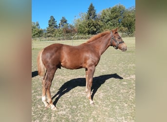 American Paint Horse, Semental, 1 año, 148 cm, Alazán