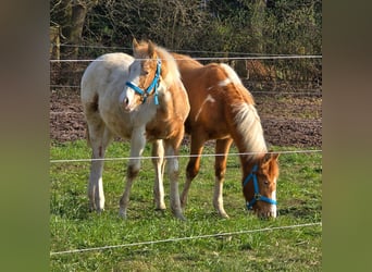 American Paint Horse Mestizo, Semental, 1 año, 150 cm, Champán