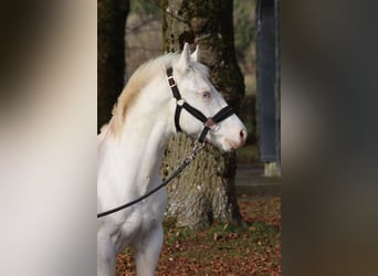 American Paint Horse, Semental, 1 año, 150 cm, Overo-todas las-capas