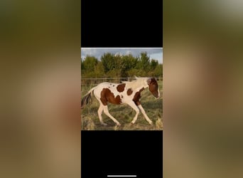 American Paint Horse, Semental, 1 año, 150 cm, Tobiano-todas las-capas
