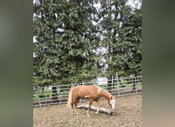 American Paint Horse, Semental, 1 año, 152 cm, Pío