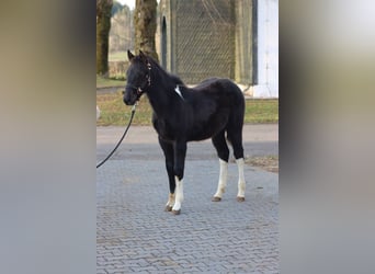 American Paint Horse, Semental, 1 año, 152 cm, Tobiano-todas las-capas