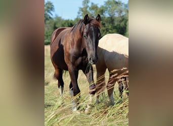 American Paint Horse, Semental, 1 año, 152 cm, Tobiano-todas las-capas