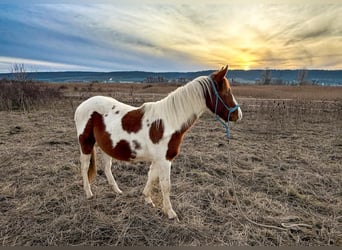 American Paint Horse, Semental, 1 año, 152 cm, Tobiano-todas las-capas