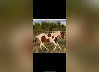 American Paint Horse, Semental, 1 año, 152 cm, Tobiano-todas las-capas