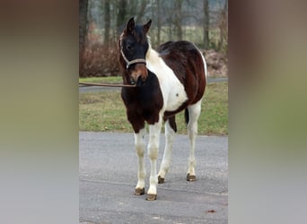 American Paint Horse, Semental, 1 año, 152 cm, Tobiano-todas las-capas