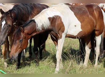 American Paint Horse, Semental, 1 año, 152 cm, Tobiano-todas las-capas