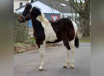 American Paint Horse, Semental, 1 año, 152 cm, Tobiano-todas las-capas