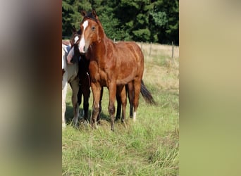 American Paint Horse, Semental, 1 año, 153 cm, Castaño