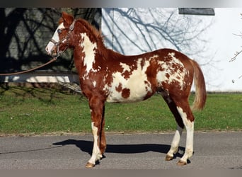 American Paint Horse, Semental, 1 año, 153 cm, Overo-todas las-capas