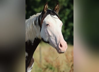 American Paint Horse, Semental, 1 año, 153 cm, Overo-todas las-capas