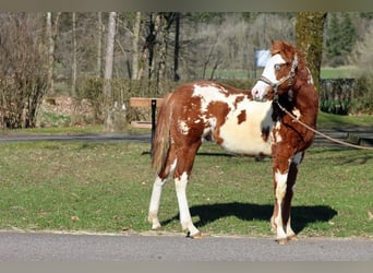 American Paint Horse, Semental, 1 año, 153 cm, Overo-todas las-capas