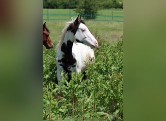 American Paint Horse, Semental, 1 año, 153 cm, Overo-todas las-capas