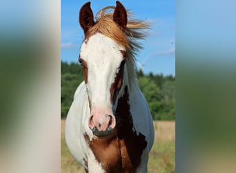 American Paint Horse, Semental, 1 año, 153 cm, Overo-todas las-capas