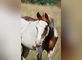 American Paint Horse, Semental, 1 año, 153 cm, Overo-todas las-capas