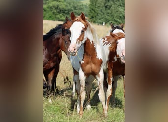 American Paint Horse, Semental, 1 año, 153 cm, Overo-todas las-capas