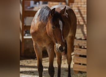 American Paint Horse, Semental, 1 año, 154 cm, Castaño-ruano