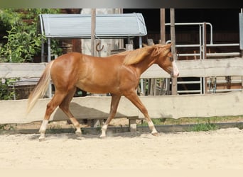 American Paint Horse, Semental, 1 año, 155 cm, Alazán