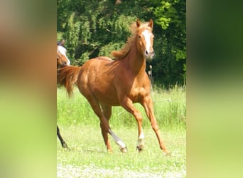 American Paint Horse, Semental, 1 año, 155 cm, Alazán