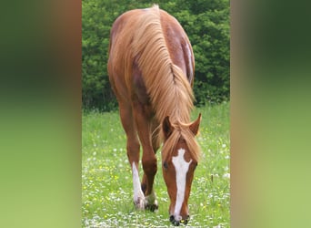 American Paint Horse, Semental, 1 año, 155 cm, Alazán