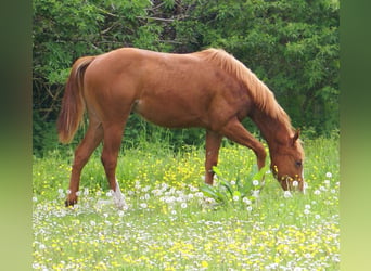 American Paint Horse, Semental, 1 año, 155 cm, Alazán