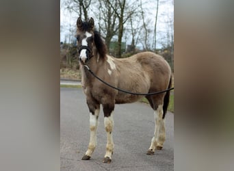 American Paint Horse, Semental, 1 año, 155 cm, Grullo