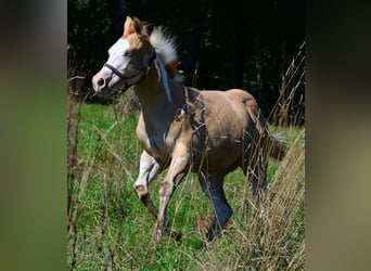 American Paint Horse, Semental, 1 año, 155 cm, Pío