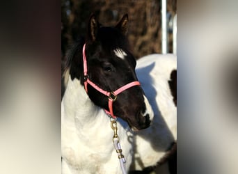 American Paint Horse, Semental, 1 año, 155 cm, Tobiano-todas las-capas