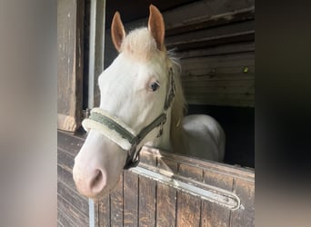 American Paint Horse Mestizo, Semental, 1 año, 155 cm, White/Blanco