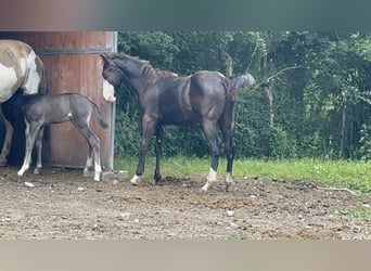 American Paint Horse, Semental, 1 año, 156 cm, Negro