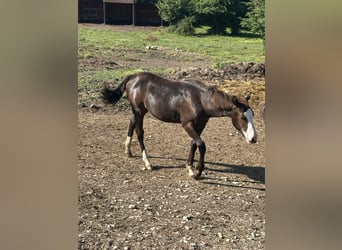 American Paint Horse, Semental, 1 año, 156 cm, Negro