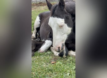 American Paint Horse, Semental, 1 año, 156 cm, Overo-todas las-capas