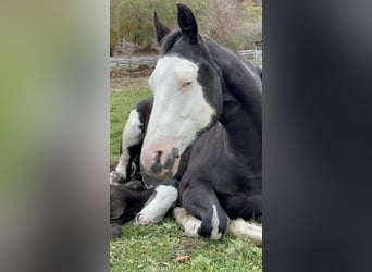 American Paint Horse, Semental, 1 año, 156 cm, Overo-todas las-capas