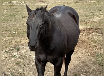 American Paint Horse, Semental, 1 año, 156 cm, Overo-todas las-capas