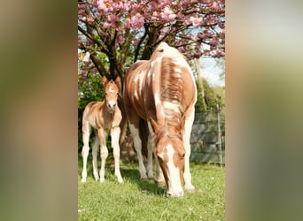 American Paint Horse, Semental, 1 año, 157 cm, Castaño