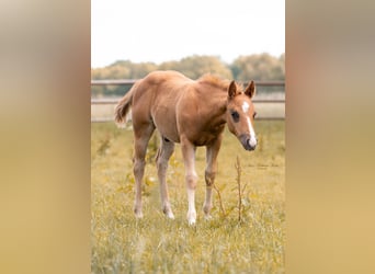 American Paint Horse, Semental, 1 año, Alazán