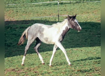 American Paint Horse, Semental, 1 año